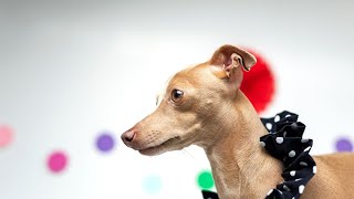 Exploring the Genetics of Italian Greyhound Coat Colors