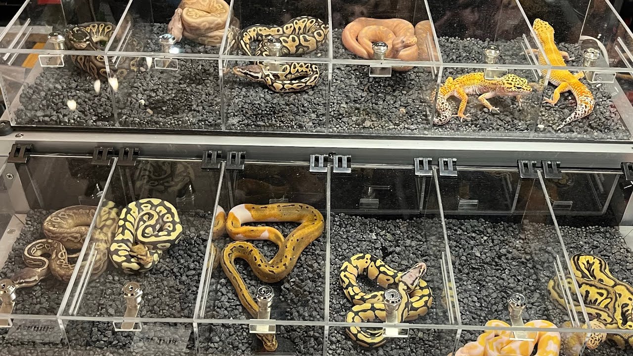 Animalia GUADALAJARA. 2025