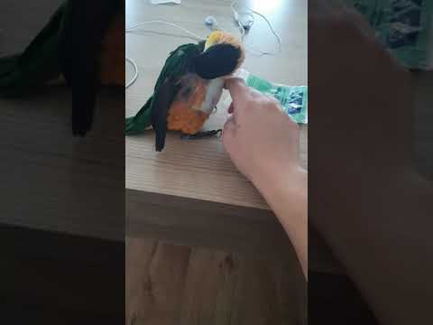 Barwinka Caique Pionites papuga Zuzia Barwinka Caique Pionites papuga Zuzia