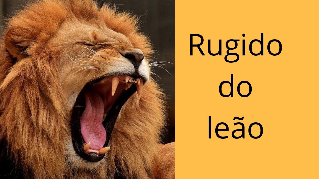 Rugido do leão - YouTube