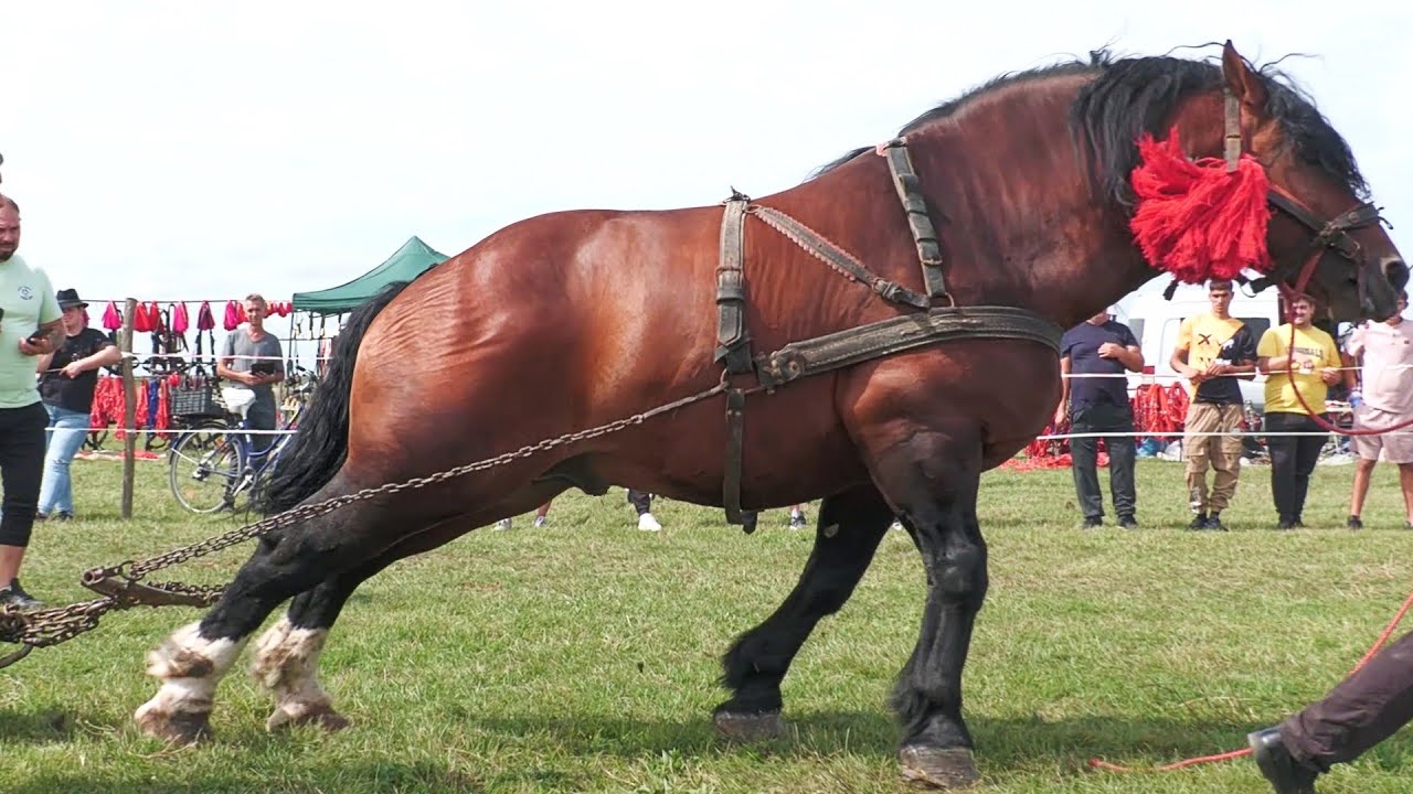 Cai de tracțiune proba de simplu Medieșu Aurit - Satu Mare 13 Septembrie 2025