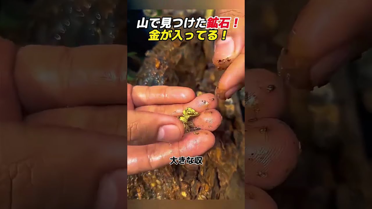 ✳️金鉱石と思われる岩石 Ore found in the mountains! It contains gold! #GoldOre