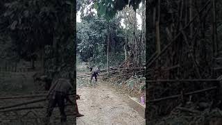 Penebangan Bambu Abi Mursin