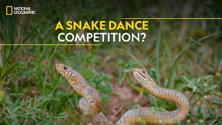 A Snake Dance Competition? | Snakes SOS: Goa’s Wildest | National Geographic