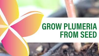 Growing Plumeria From Seed