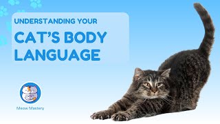 Decode Happiness: Understanding Your Cat’s Body Language!