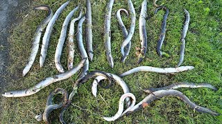 Turbine-killed eels, Lower Shannon, December 2021