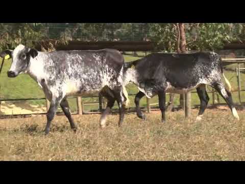 LOTE 36   FAZENDA OLHOS DÁGUA   373  447