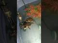 posting a video everyday until I win the lottery #funny #turtle #feeding