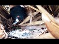 #EP1.Greater coucal Feed the baby in the nest well [ Review Bird Nest ]