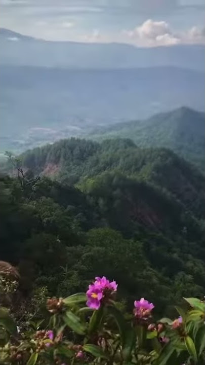 Ruang rindu - versi hutan pegunungan - status whatsApp