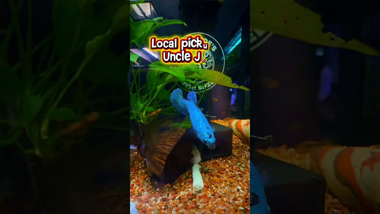 Limited Drop! #bettafish #aquarium #new #beautiful