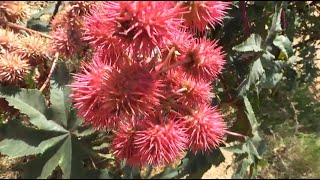 شجرة زيت الخروع Ricinus communis