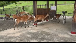 若草山に入山する鹿 Deer enter the gate of Mt.Wakakusa at Nara