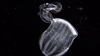 Swallowed Whole  a comb jelly preying on a comb jelly