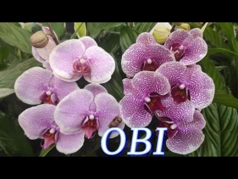 №857/ СВЕЖАЯ поставка РОСКОШНЫХ орхидей в OBI