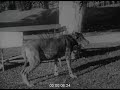 Dog saves baby carriage 1920s  archive film 1065821