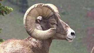 Field Ecology 2019 Flbs Under The Big Sky Of Western Montana