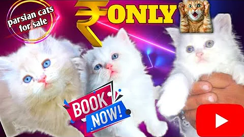 Video 7945241: semi punch persian cat, persian cat pure breed, persian cat kitty, semi punch face persian, quality persian cat