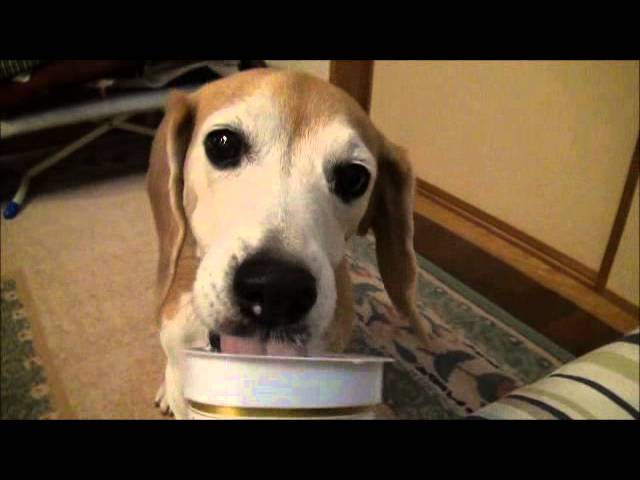 ヨーグルトにアレルギーを持っている犬もいるの もし食べてしまったらどう対処すればいい Love Wanko