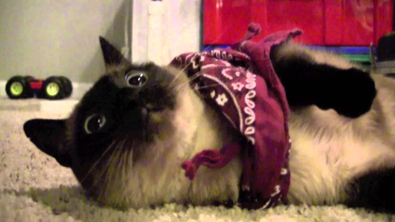 Bandana Cat - YouTube TheHostageproduction