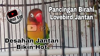 Pancingan Birahi Lovebird Jantan Agar Konslet Lanjut Suara Kering Minor