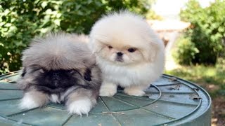 Cachorros de pekinés Imperial, Pelocho y Yeti de gallumar