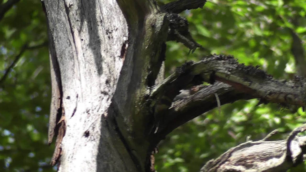 Store Mosse - Woodpecker