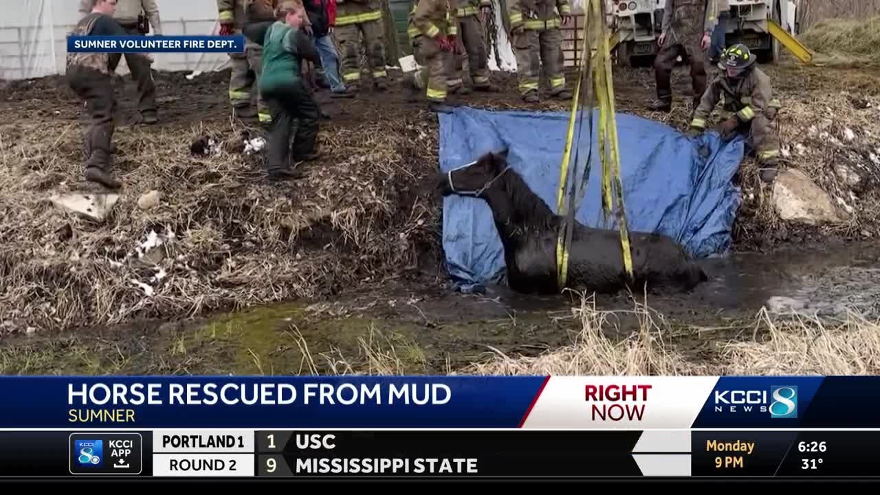 WATCH: Iowa crews help horse who got stuck in mud - YouTube