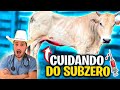 SUB ZERO UM DOS MEUS MELHORES TOUROS ESTÁ DOENTE