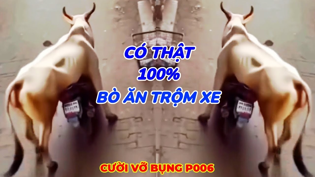 ✅Cười Vỡ Bụng ( P006)✔ | Những Thằng Ngu Nhất Hành Tinh Cười Vỡ Bụng ( P006)✔