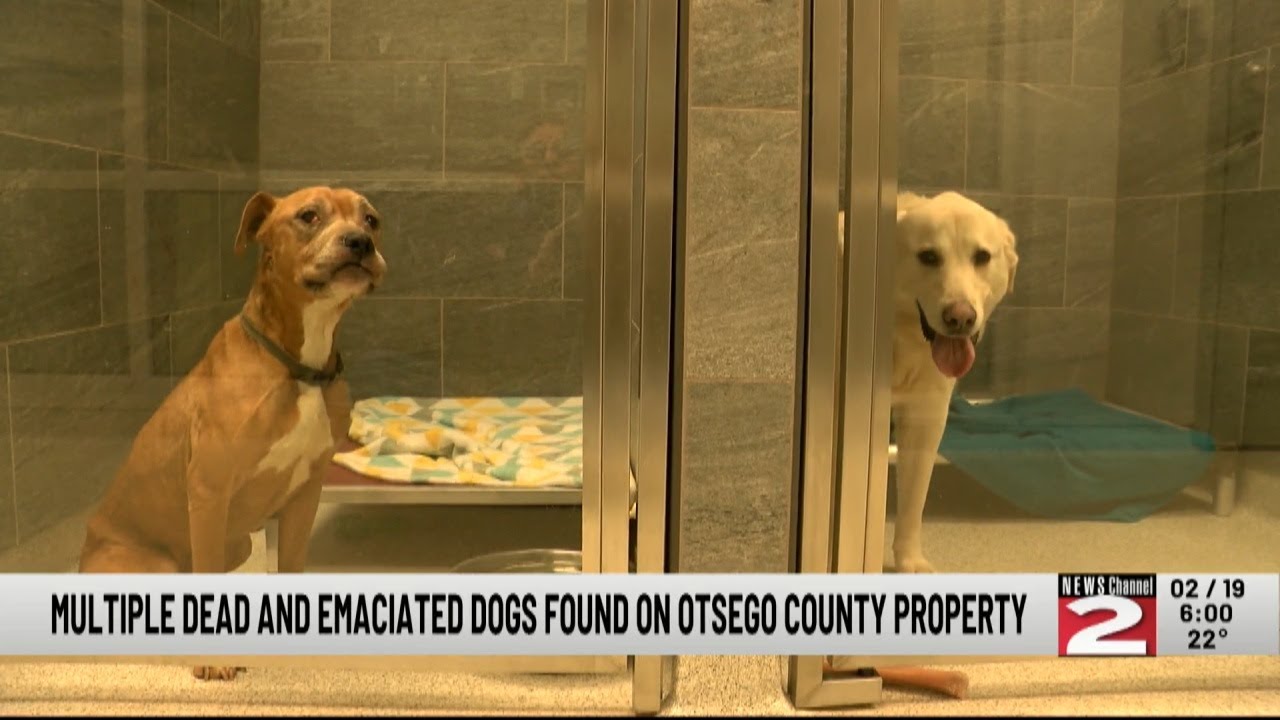 Multiple Dead, Emaciated Dogs Found on Otsego County Property - YouTube