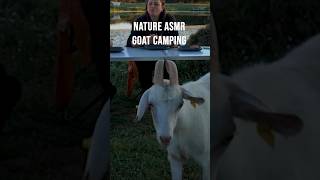 Goats Joined Our Breakfast 🐐 Nature ASMR Camping