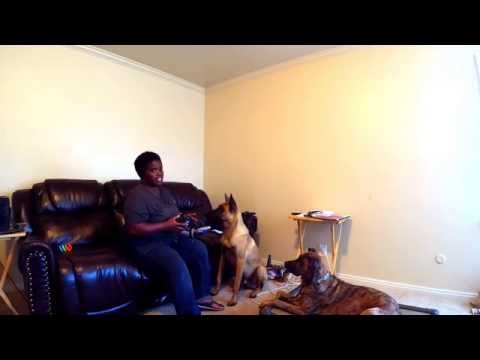 Muzzle Acclimation - step two
