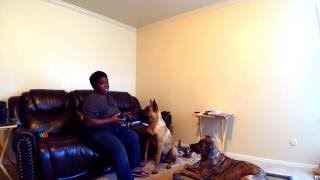Muzzle Acclimation - step two