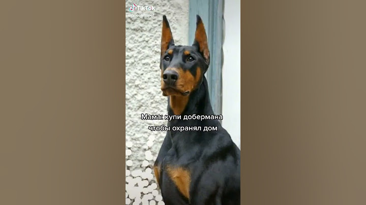 А У ТЕБЯ ЕСТЬ СОБАКА? (все комментарии лайкаю)