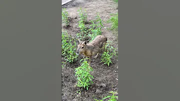 Патагонская мара живет в эко-парках Буэнос Айреса / Patagonian mara in Buenos Aires Ecoparks