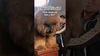 “Tibetan Mastiff; the silent giant no one dares to approach” #dog #tibetanmastiff #dogs
