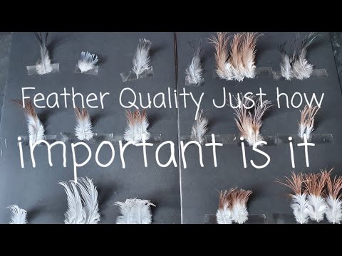 Feather Quality and its Importance