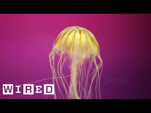Video: How Does Jellyfish Move