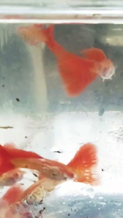 Ikan Guppy jenis