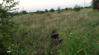 Dresaj Brac German-Aret La Iepure