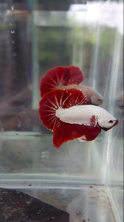 Red Dragon HMPK Betta