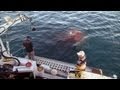 Shark Tagging and Catching Techniques