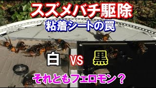 【スズメバチの罠】白と黒の粘着シートを比較してみたら。。　色とフェロモン　害虫駆除　捕獲 退治 駆除  オオスズメバチ捕獲　Japanese giant hornet trap