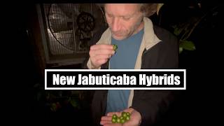 New Jabuticaba Hybrids (from Flying Fox Fruits)