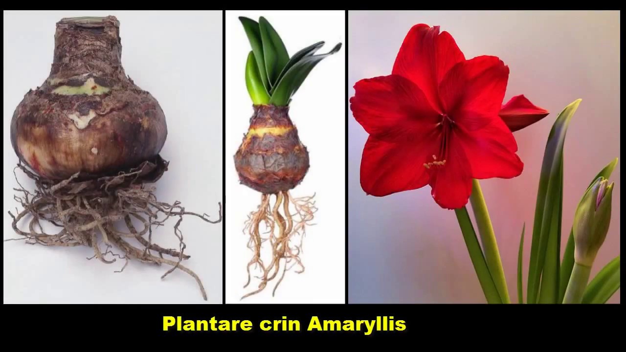 Plantare Crin Amaryllis Si Fritillaria Imperialis Youtube