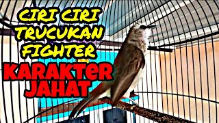 Ciri ciri trucukan fighter calon petarung, carilah bahan gacoan berkarakter seperti ini