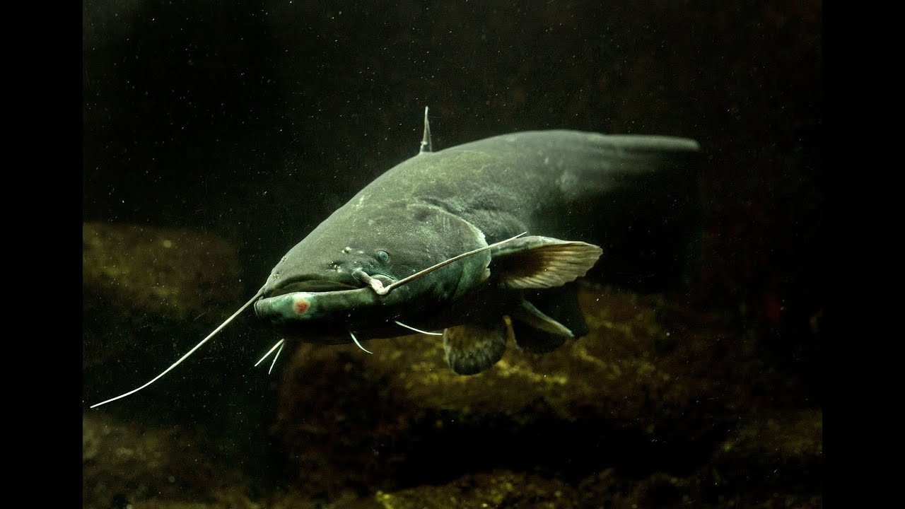 Сом рыба. Silurus glanis рыба. Обыкновенный сом речной. Уоитибе сом. Уоитибе сом.