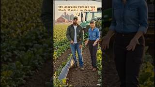 Why American Farmers Use Black Plastic on Crops⁉️ 🤯 #usa #ruralamerica #plasticcrates #usa #shorts